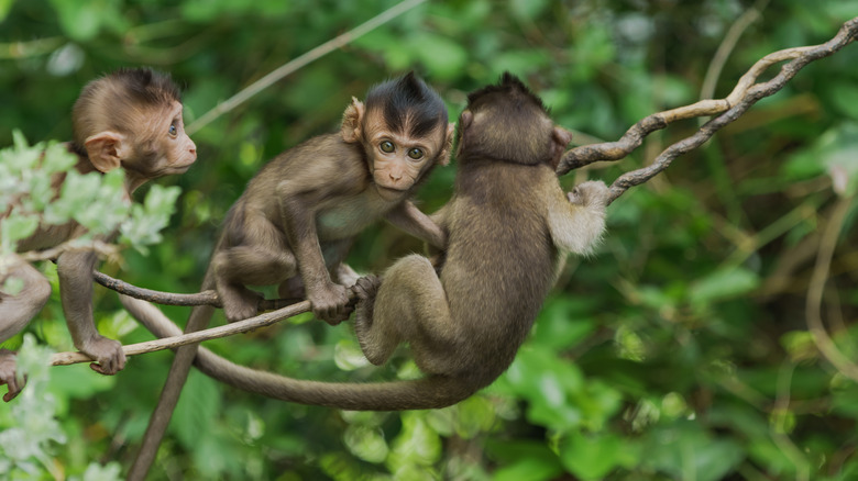 THE RETURN OF MONKEY LIFE - REAL IELTS